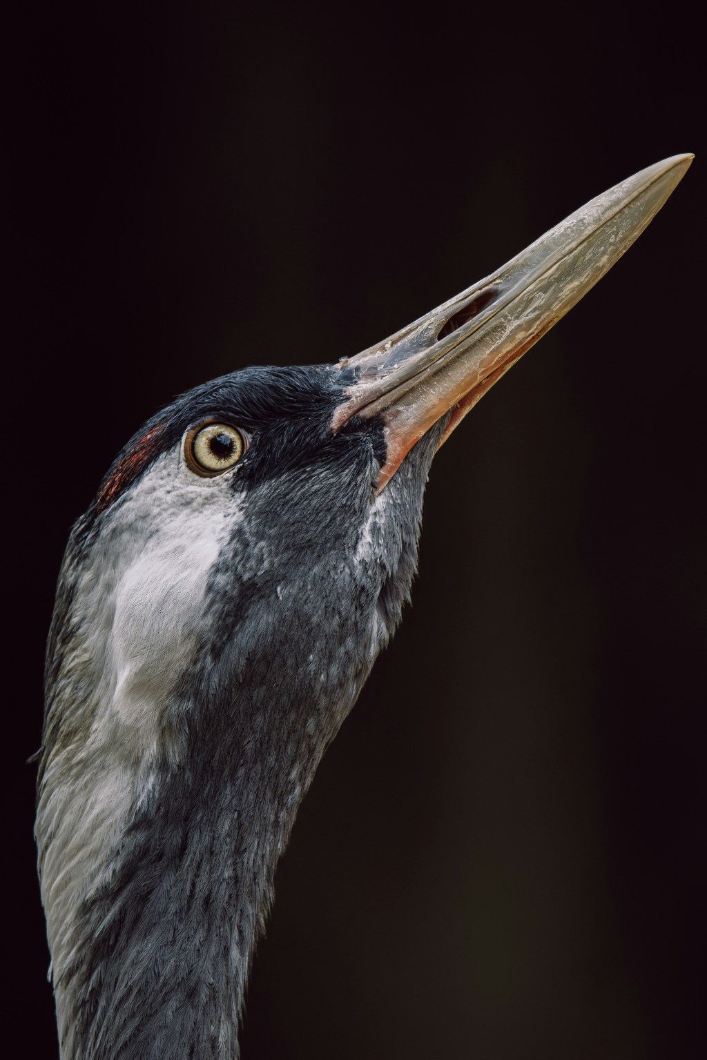 #FFFC – 288: Pizza&nbsp;Time!